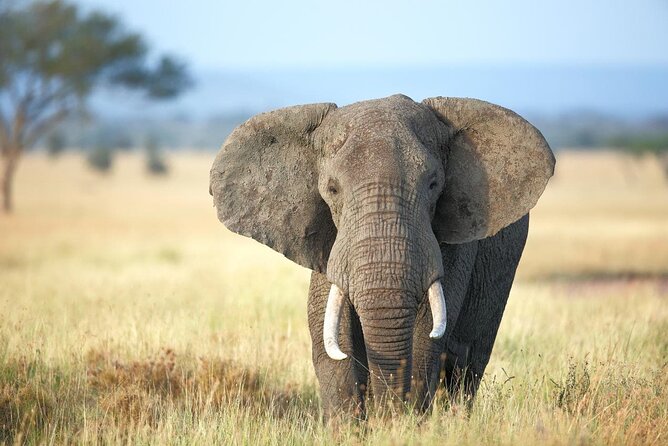 4 Days lodge safari Tarangire , Ngorongoro crater & Walking - Practical Details Before You Go