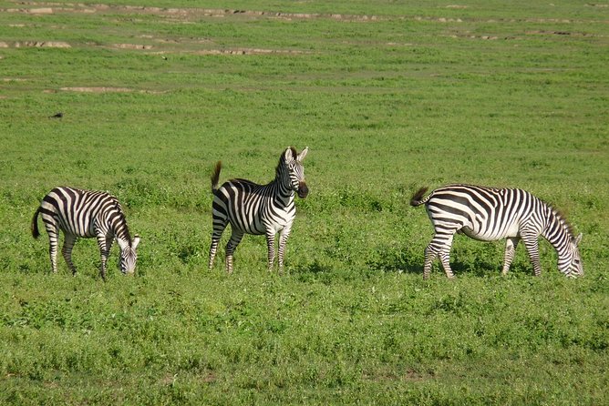 4 Days Lodge Safari - Day two: From the crater highlands to Serengeti
