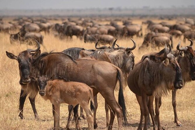 4 Days Lodges Serengeti, Ngorongoro Crater & Visiting Maasai - What this four-day safari is really offering