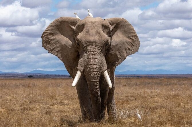 4 Days Lodges Serengeti, Ngorongoro Crater & Visiting Maasai - Day four: A final game drive before the long return
