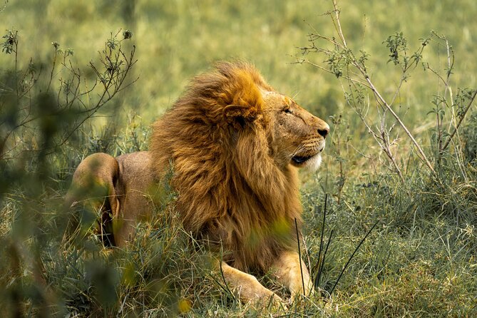 4 Days Lodges Serengeti, Ngorongoro Crater & Visiting Maasai - The guide can shape the whole safari