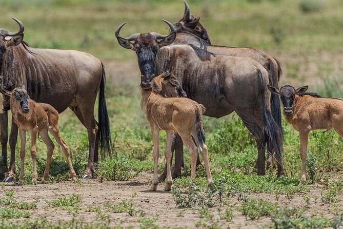 4 Days Lodges Serengeti, Ngorongoro Crater & Visiting Maasai - Day three: The full Serengeti day