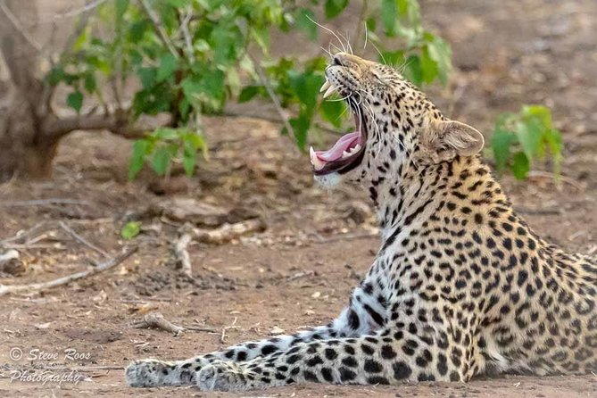 4 Days Luxury Lodge Safari Tour Tanzania - Day 2: Tarangire to Serengeti through the Rift Valley