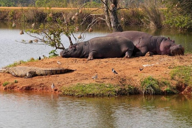 4 Days Luxury Lodge Safari Tour Tanzania - The guide can shape the entire safari