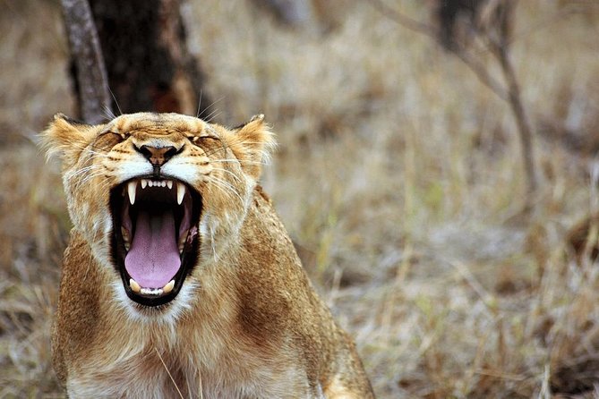 4 Days Luxury Lodge Safari Tour Tanzania - Who will enjoy this safari most