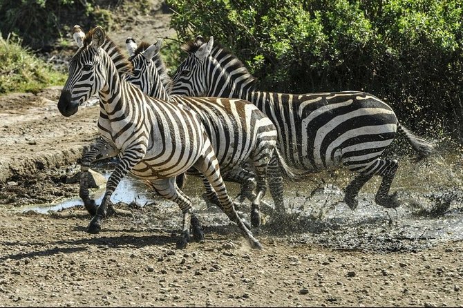 4 Days Luxury Lodge Safari Tour Tanzania - Day 3: Sunrise in central Serengeti, then toward Ngorongoro