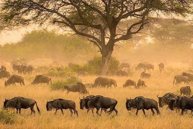 4 days luxury safari (a dream experience) - The guides are a central part of the experience