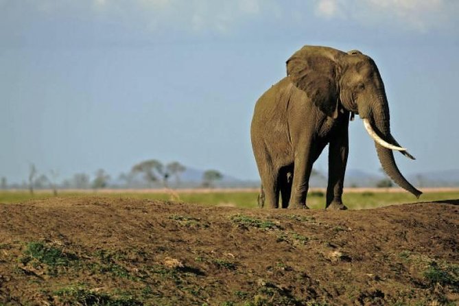 4 Days Mikumi & Udzungwa National Parks Safari - Why Mikumi and Udzungwa work well together