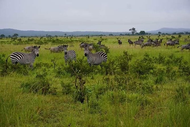 4 Days Mikumi & Udzungwa National Parks Safari - Day three: a full eight hours inside Mikumi