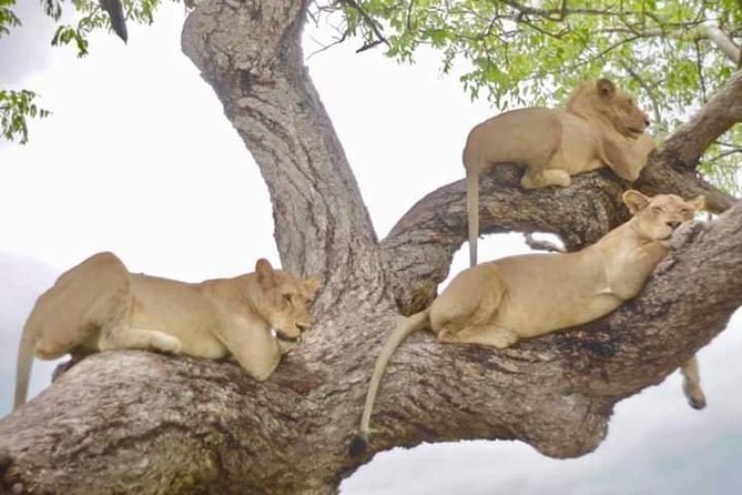 4 Days Mikumi & Udzungwa National Parks Safari - Food, guiding, and comfort between drives