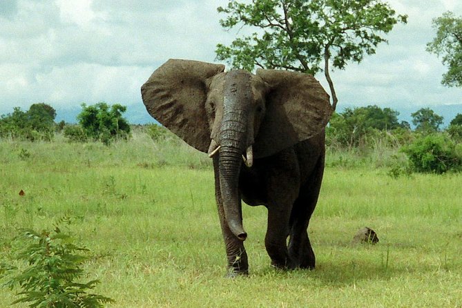 4 Days Mikumi & Udzungwa National Parks Safari - Day one: five hours toward Mikumi and an evening drive