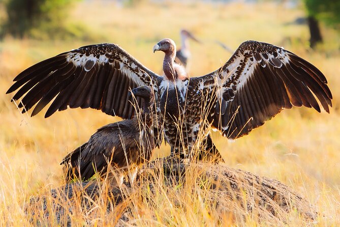 4 Days Private Arusha National Park, Serengeti, Ngorongoro Tour - What the $840 price includes
