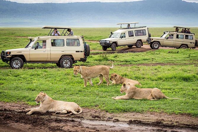 4 Days Private Midrange Lodge Safari to Serengeti & Ngorongoro - Day three, sunrise predators and the move toward Ngorongoro