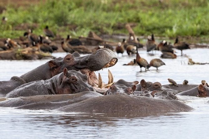 4 days Private Safari Tour Tanzania - What this four-day safari does well