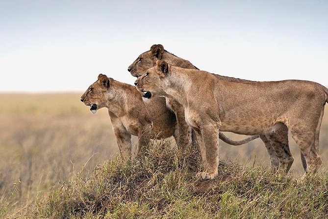 4 days Private Safari Tour Tanzania - Who should book this safari