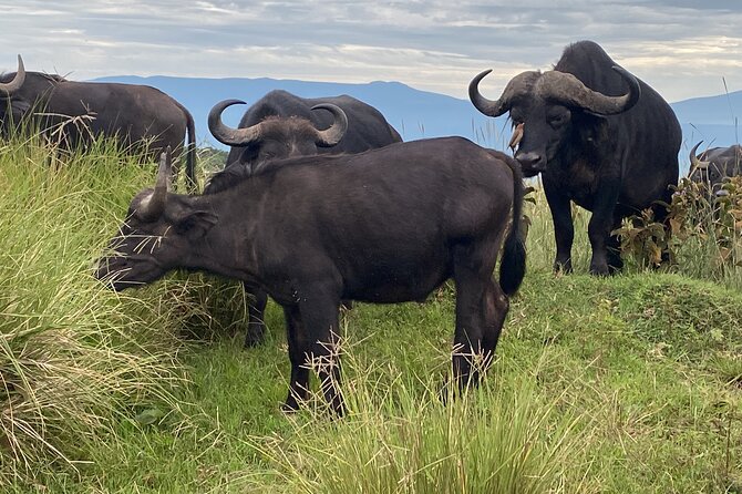 4 Days Private Tour Tarangire Crater and Serengeti - What the four-day safari really covers