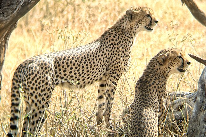 4 days safari - Two nights in Central Serengeti