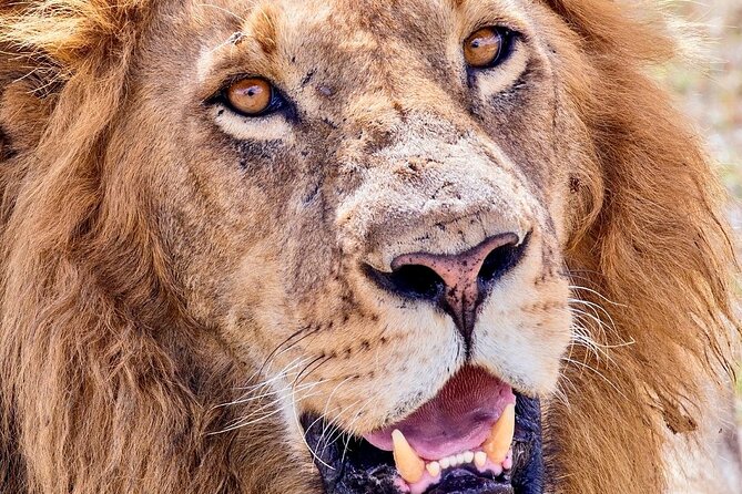 4 days safari - Group size, pace, and who should book