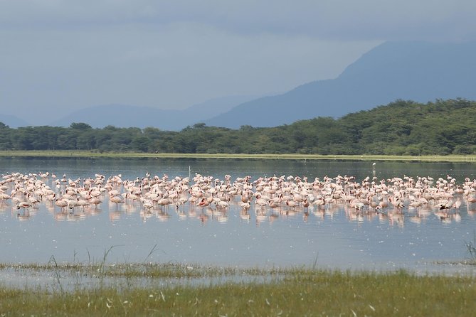 4 days safari in Tanzania - Day 3: Early wildlife, Olduvai Gorge, and Ngorongoro