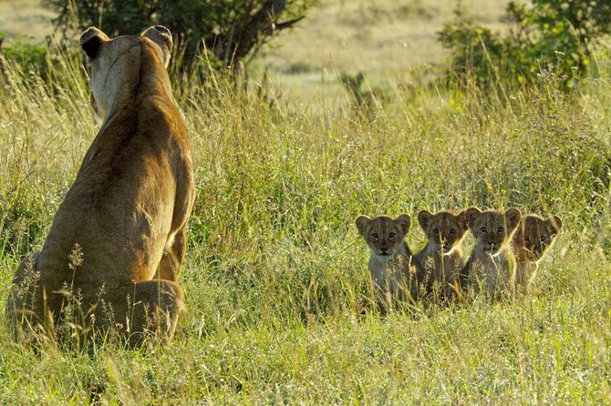 4 days safari in Tanzania - Day 4: Ngorongoro Crater’s crowded wildlife menu