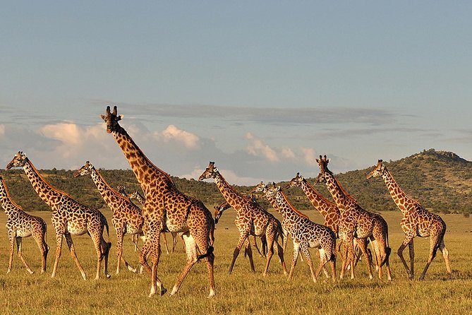 4 days Safari Lake Manyara, Ngorongoro crater and Serengeti - Day 3: A half-day in the Serengeti before the crater rim