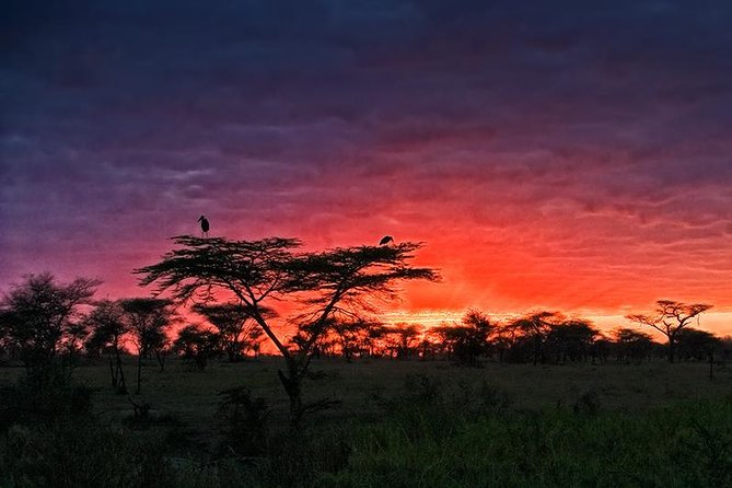 4 days Safari Lake Manyara, Ngorongoro crater and Serengeti - Is $2,650 per person good value?