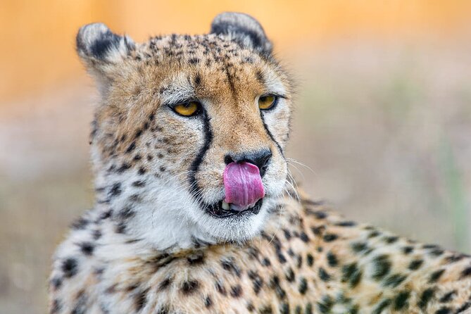 4 Days Safari Tour at Tarangire, Serengeti and Ngorongoro Crater - Why this route works in only four days