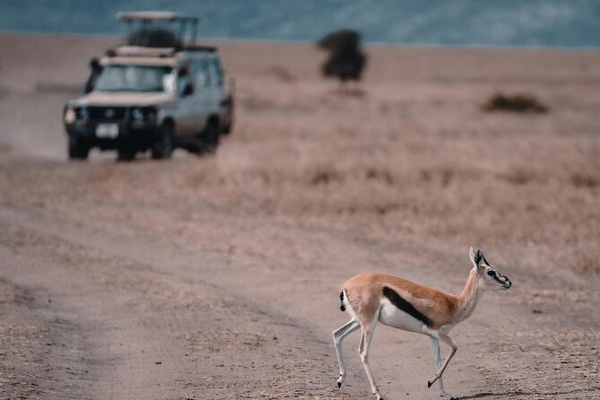 4 Days Safari Tour at Tarangire, Serengeti and Ngorongoro Crater - Day 3: A full Serengeti game-drive day