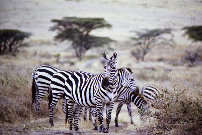 4 Days Safari Tour at Tarangire, Serengeti and Ngorongoro Crater - Day 4: Ngorongoro Crater and the ride back