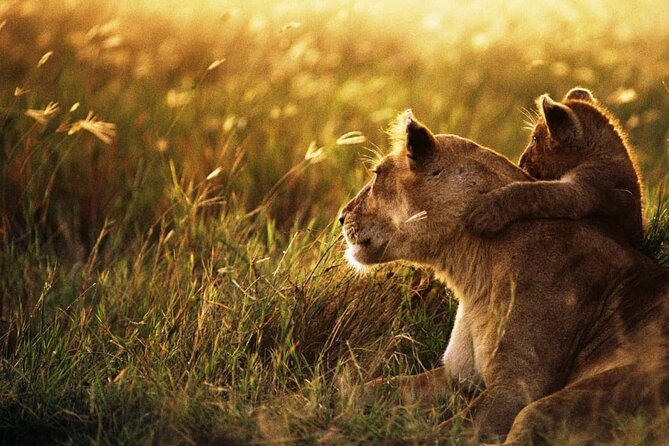 4 Days Safari Tour at Tarangire, Serengeti and Ngorongoro Crater - Accommodation, meals, and comfort