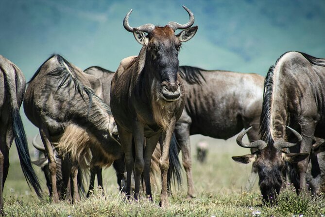 4 Days Safari Tour at Tarangire, Serengeti and Ngorongoro Crater - Day 1: Tarangire’s elephants and baobab country