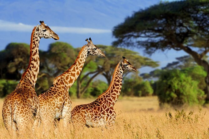 4 Days scenic Tarangire, Ngorongoro, Serengeti Group Safari - Day one: Tarangire and its elephant country
