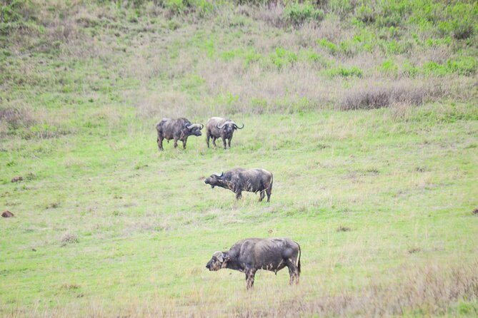 4 days serengeti & ngorongoro mid range tour - Day 2: Ngorongoro from the rim to Seronera