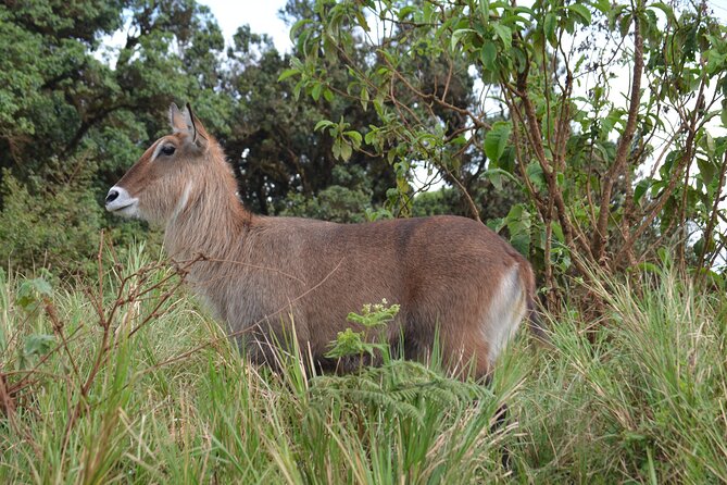 4 days serengeti & ngorongoro mid range tour - Day 4: Searching for black rhinos inside Ngorongoro Crater