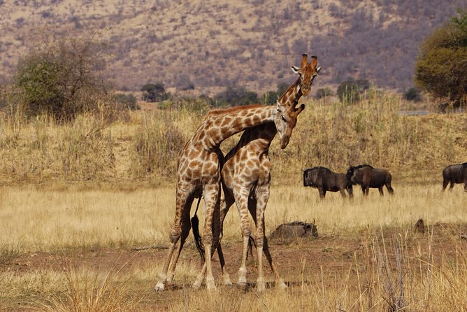 4 Days Tanzania Budget Group Join Safari- Serengeti & Ngorongoro - A full day across the Serengeti plains