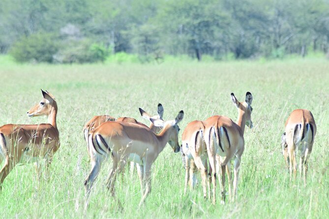 4 Days Tanzania Budget Group Join Safari- Serengeti & Ngorongoro - What the $1,283 price really covers