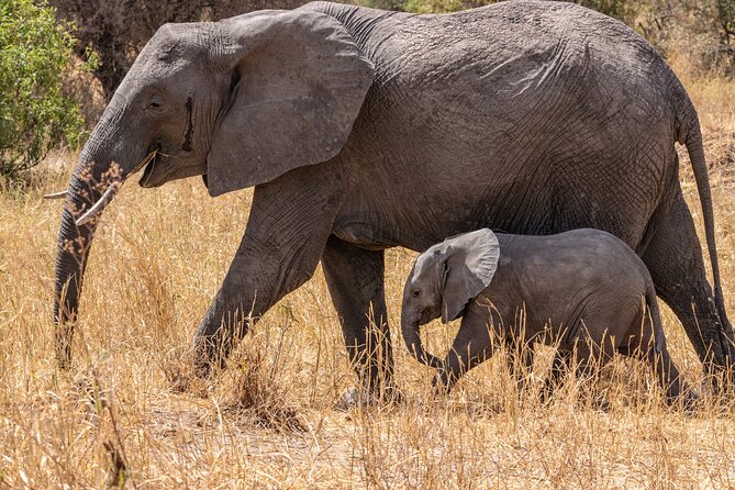 4 Days Tanzania Budget Safari - Key things to know before booking
