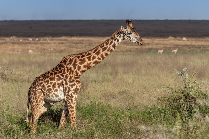 4 Days Tanzania Budget Safari - Day 1: Tarangire’s elephants and river country