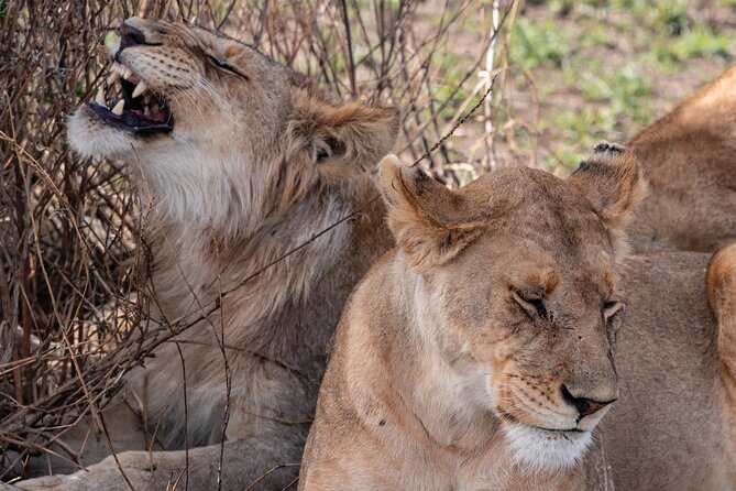4 Days Tanzania Budget Safari - Day 3: Down into Ngorongoro Crater