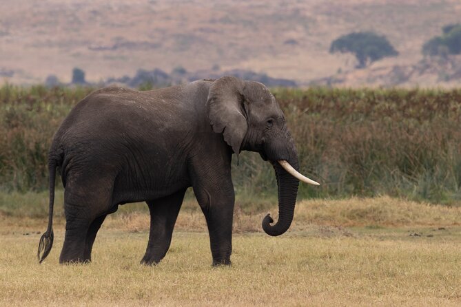 4 Days Tanzania Budget Safari - The guide can shape the whole safari