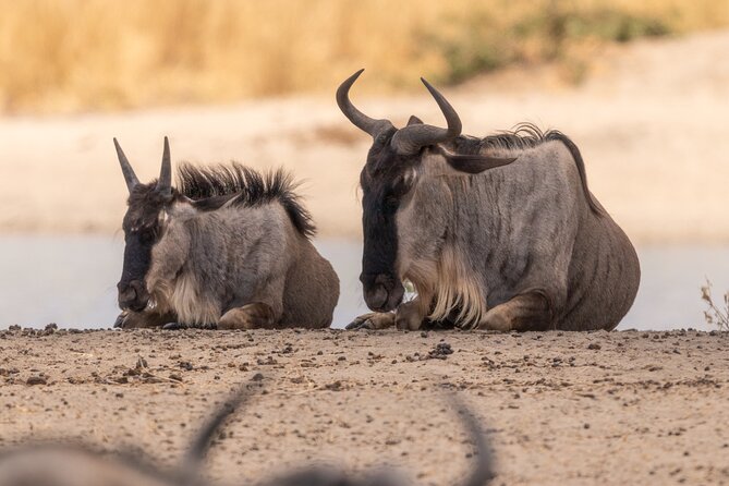4 Days:tanzania Budget Safari - Day two: baobabs and elephants in Tarangire