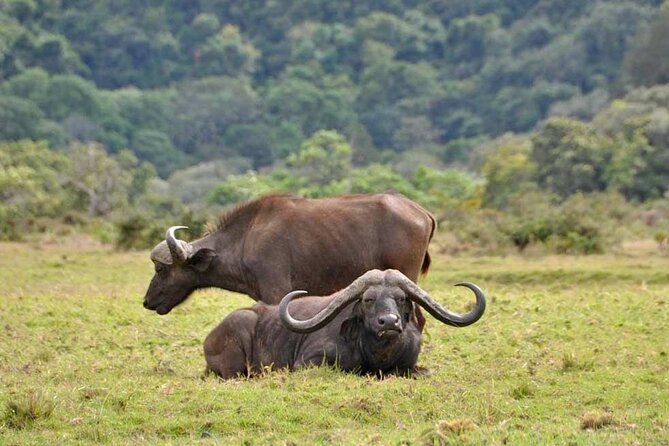 4 Days Tanzania Camping Safari - What the $1,479.49 price buys you