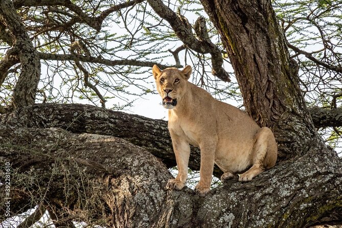 4 days Tanzania Camping Safari - What the reviews suggest about the experience