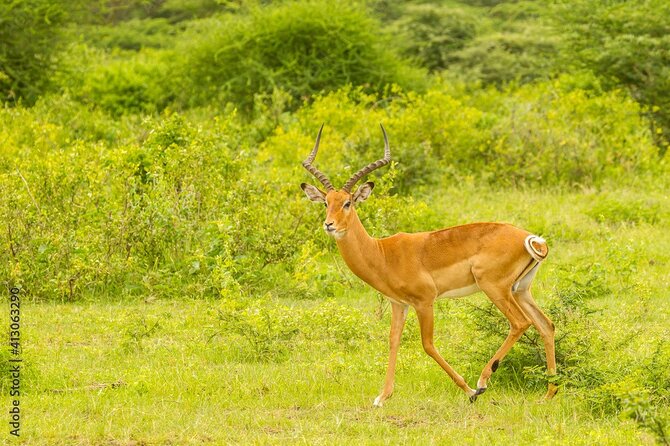 4 Days Tanzania Camping Safari - Day 1: Tarangire’s elephants and baobabs