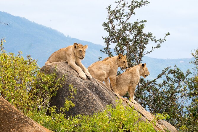 4 Days Tanzania Group Joining Safari with Mid-range Accommodation - Why this four-day route works