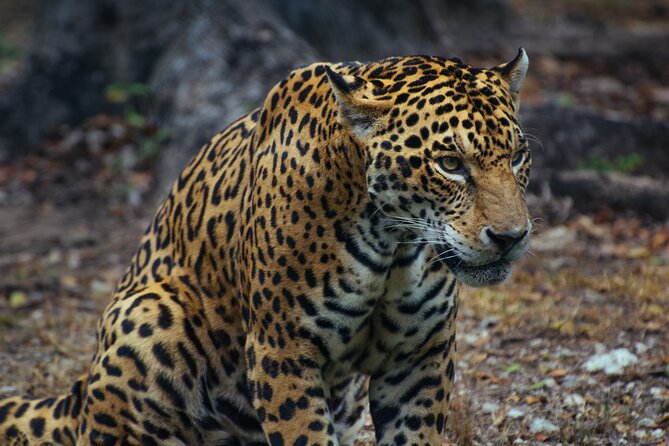 4 Days Tanzania Group Joining Safari with Mid-range Accommodation - Day three: predators, plains, and the crater rim
