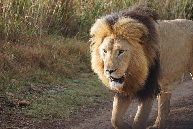 4 Days Tanzania Group Joining Safari with Mid-range Accommodation - Group travel, vehicles, and the social side