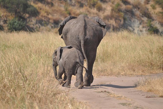 4 days Tanzania group safari to Serengeti, Crater and Tarangire - Key points before you book