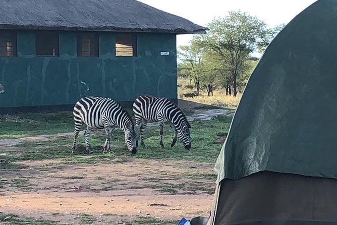 4 days Tanzania group safari to Serengeti, Crater and Tarangire - Day 1: Tarangire’s elephants and baobab country