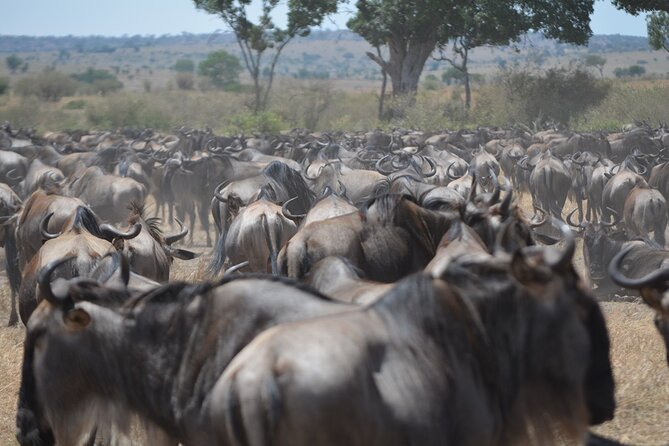 4 Days Tanzania Lodge Safari With Two Nights at Serengeti - Day Three: Sunrise, Big Cats, and a Hot Lunch